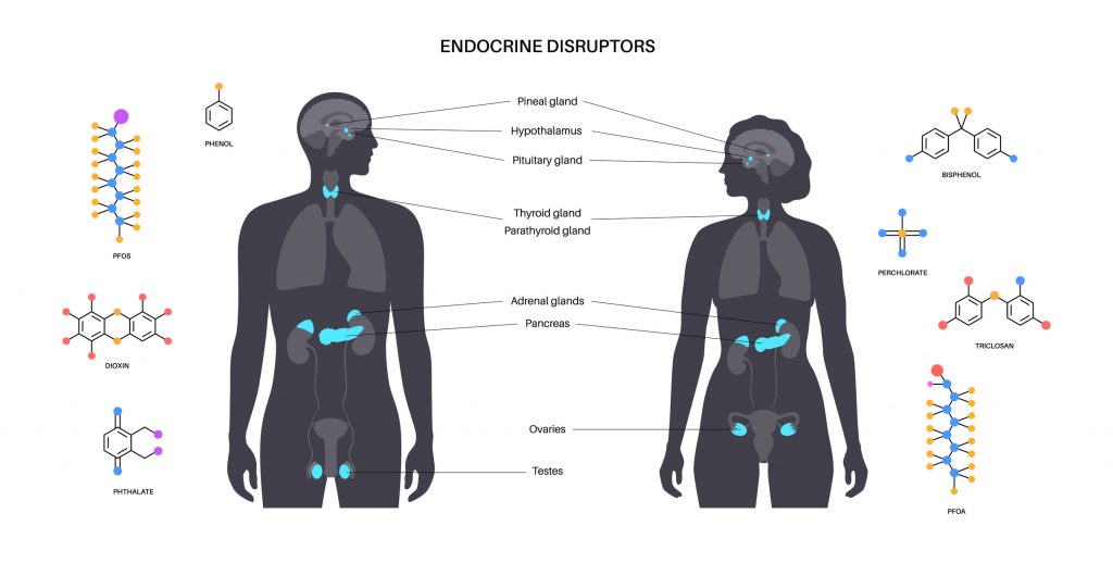 Endocrine disruptors - Health BeatHealth Beat